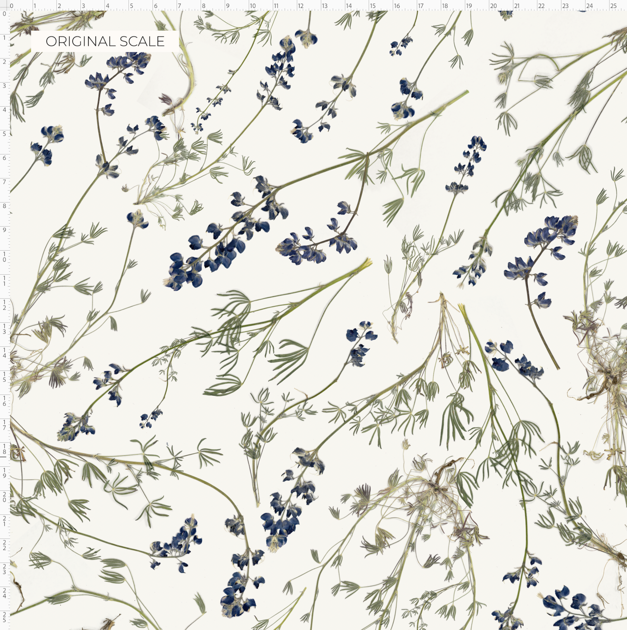 Wild Lupine Pure