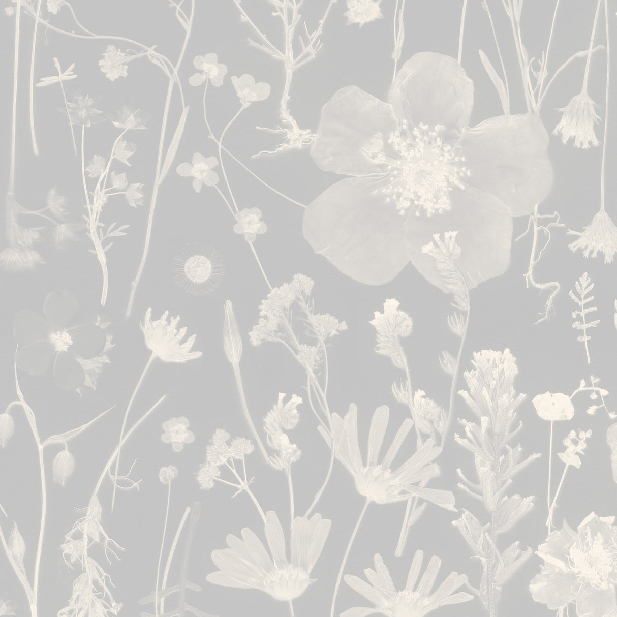 Among the Wildflowers