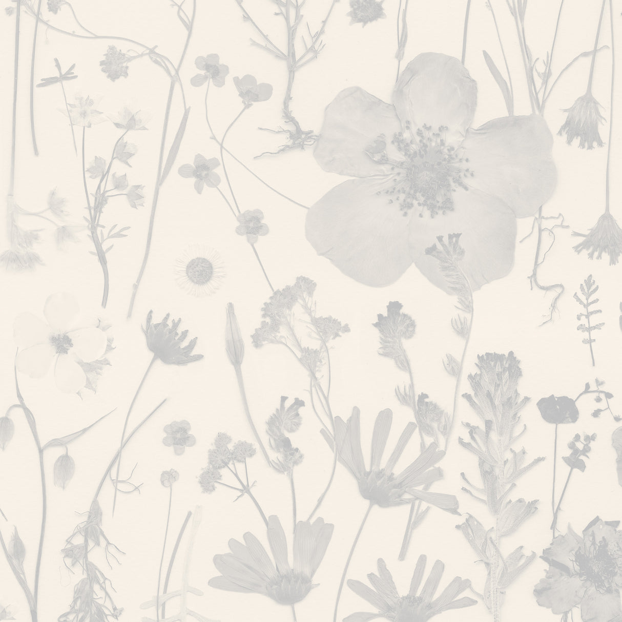 Among the Wildflowers