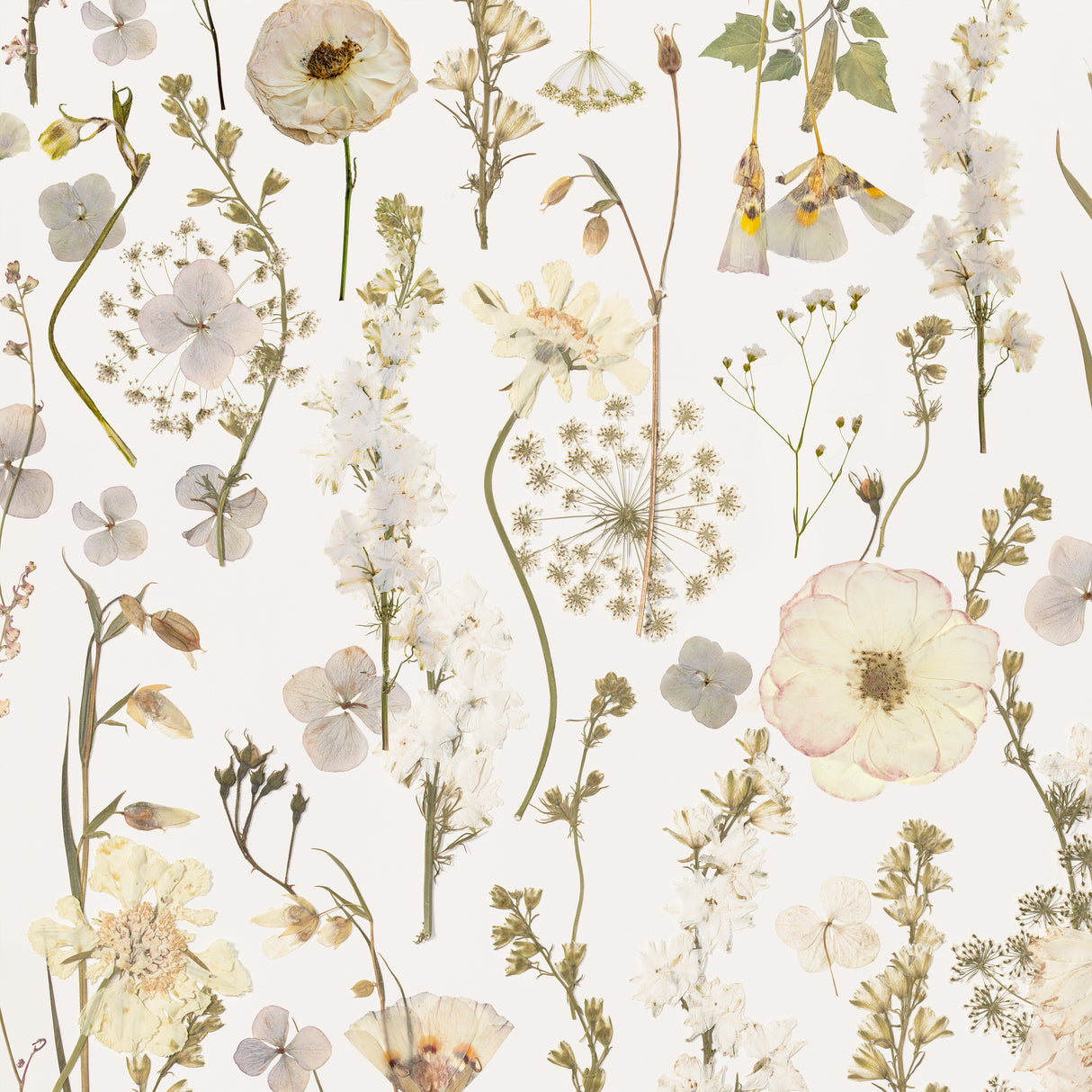 Pattern of pressed flowers and herbs on a light background