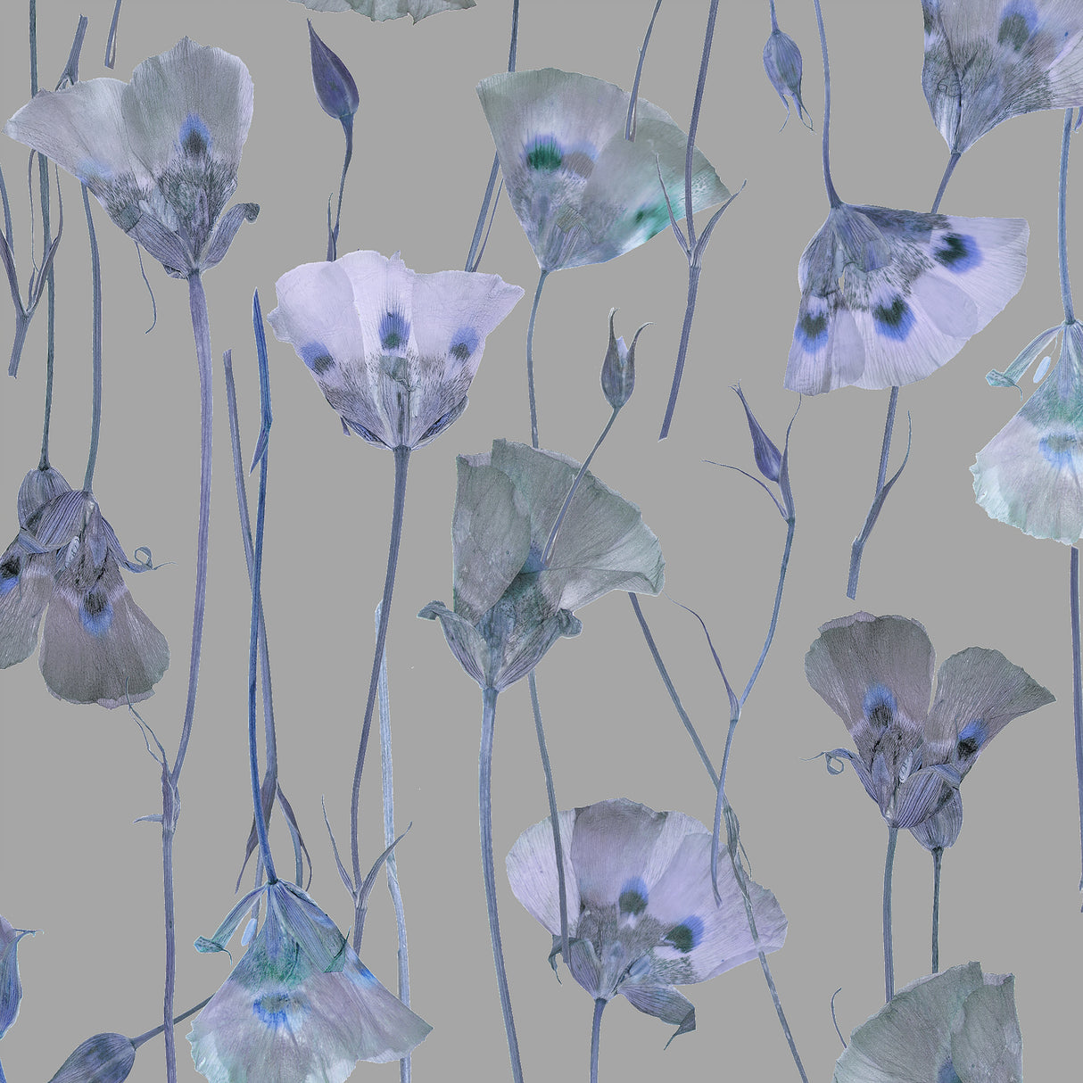 Butterfly Mariposa Lily