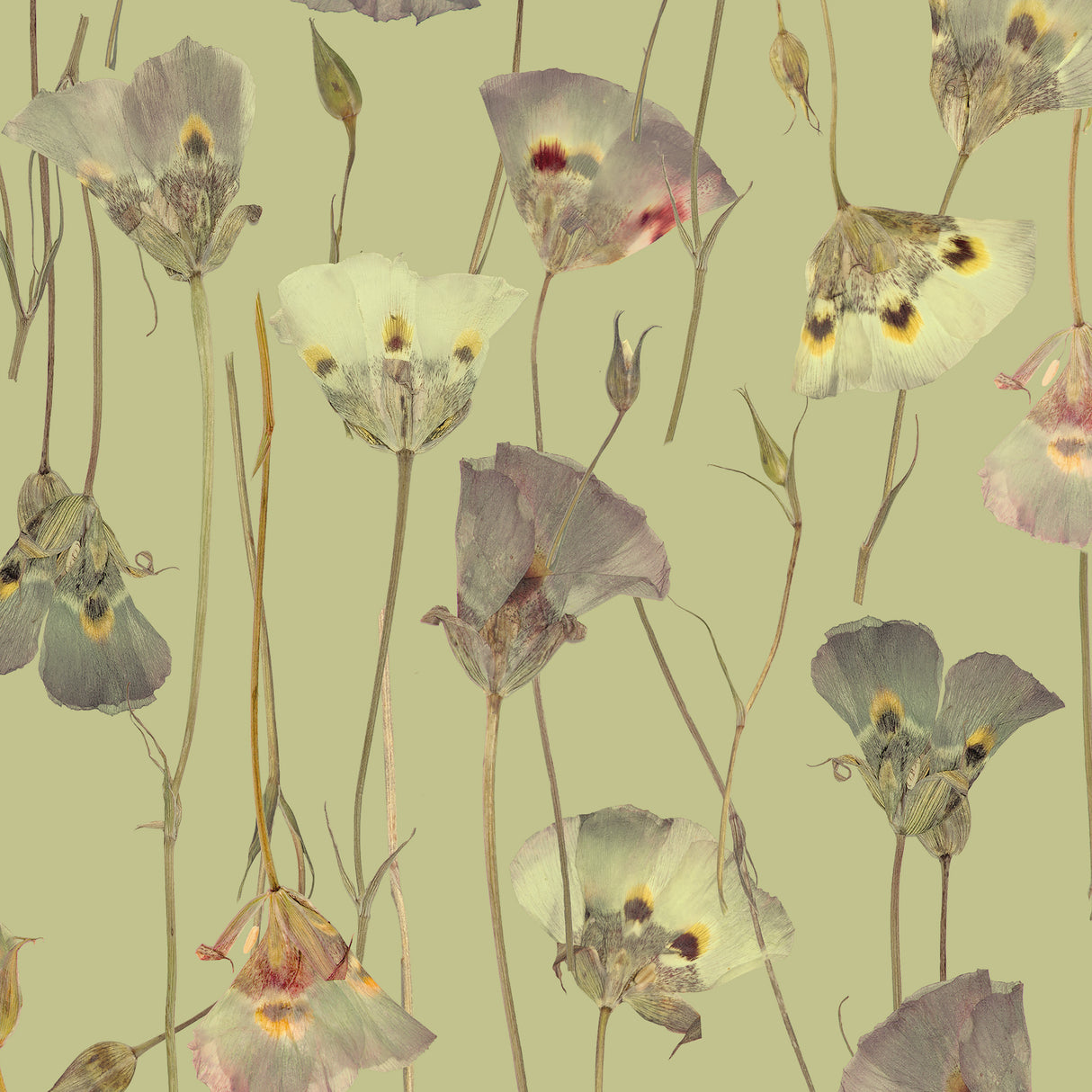 Butterfly Mariposa Lily