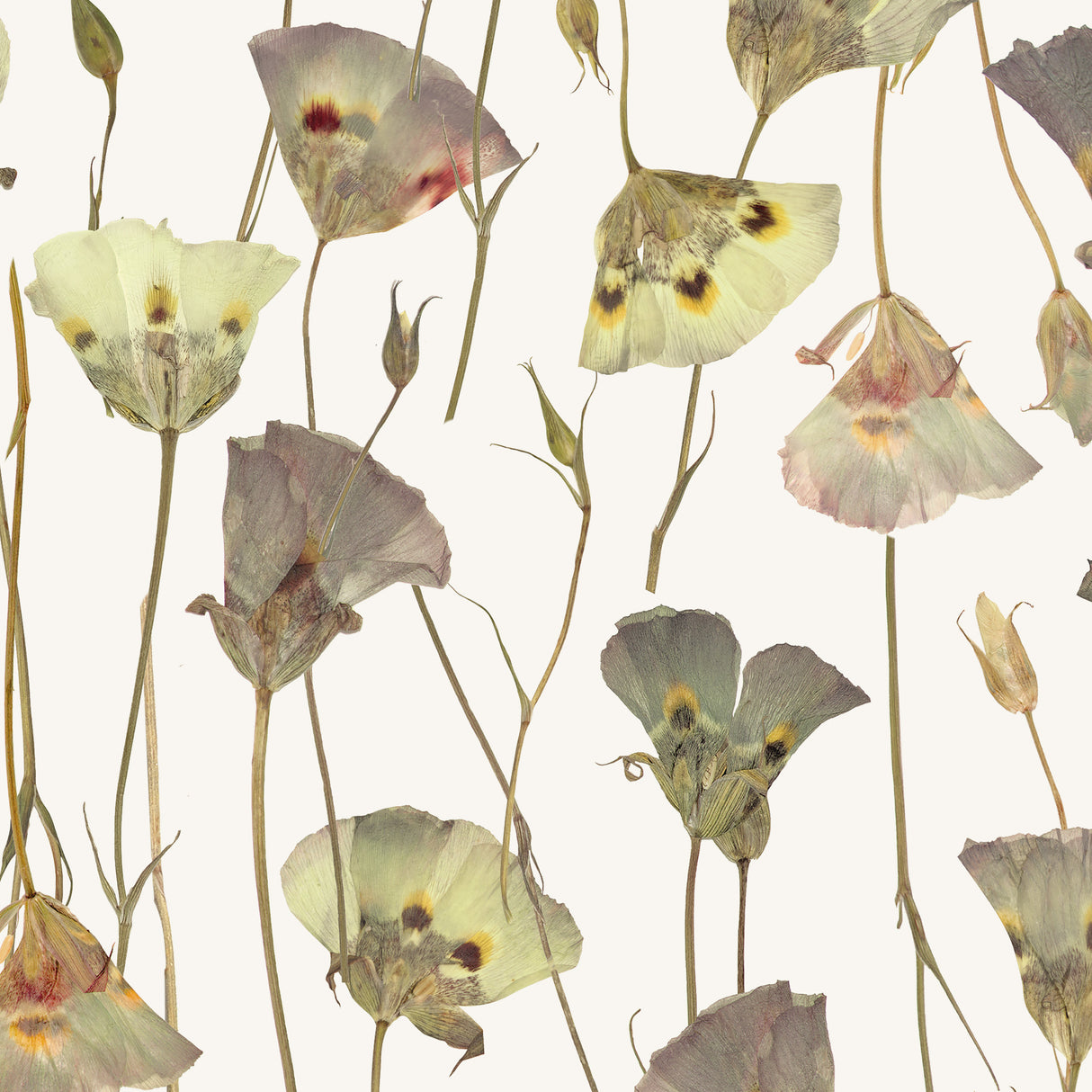 Butterfly Mariposa Lily