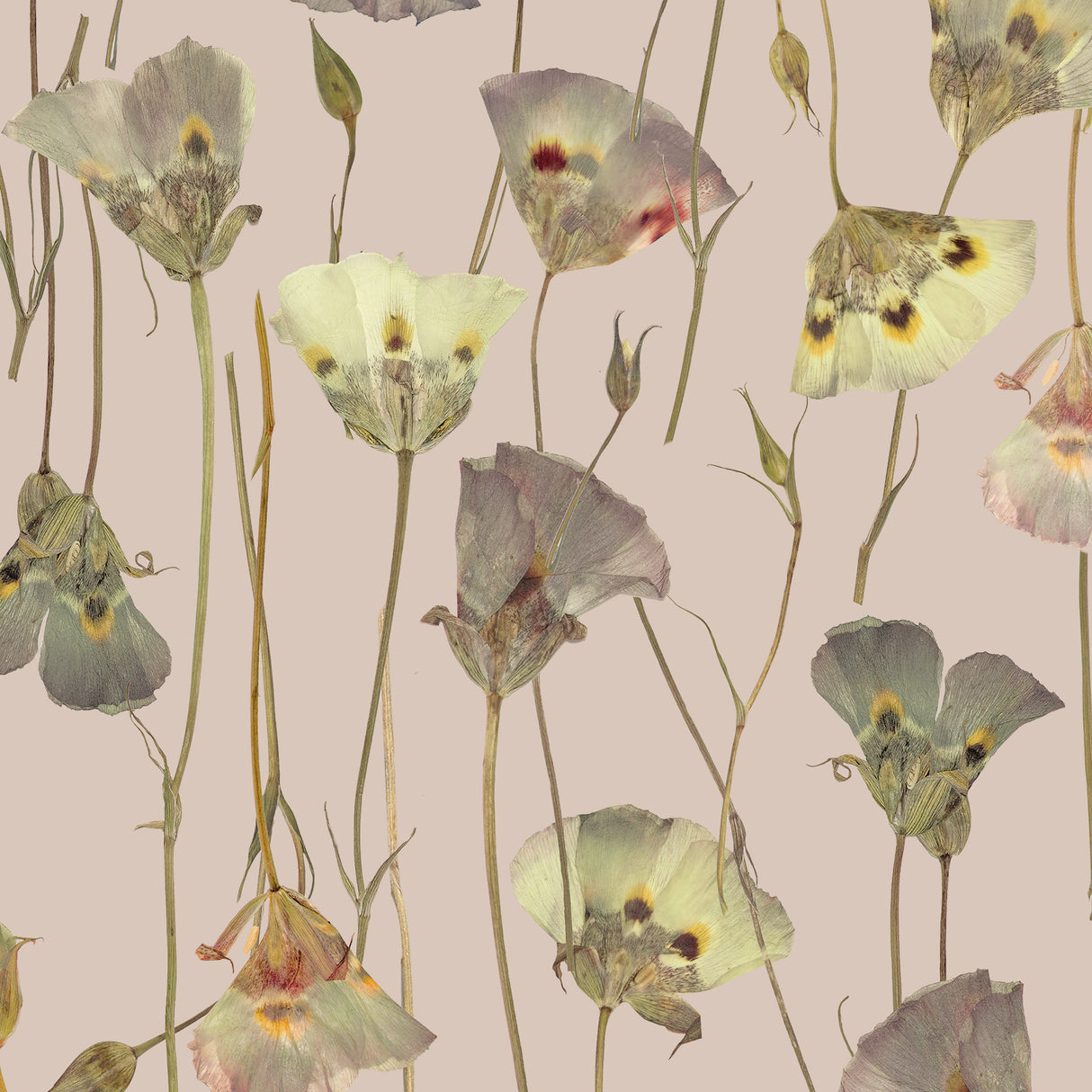 Butterfly Mariposa Lily