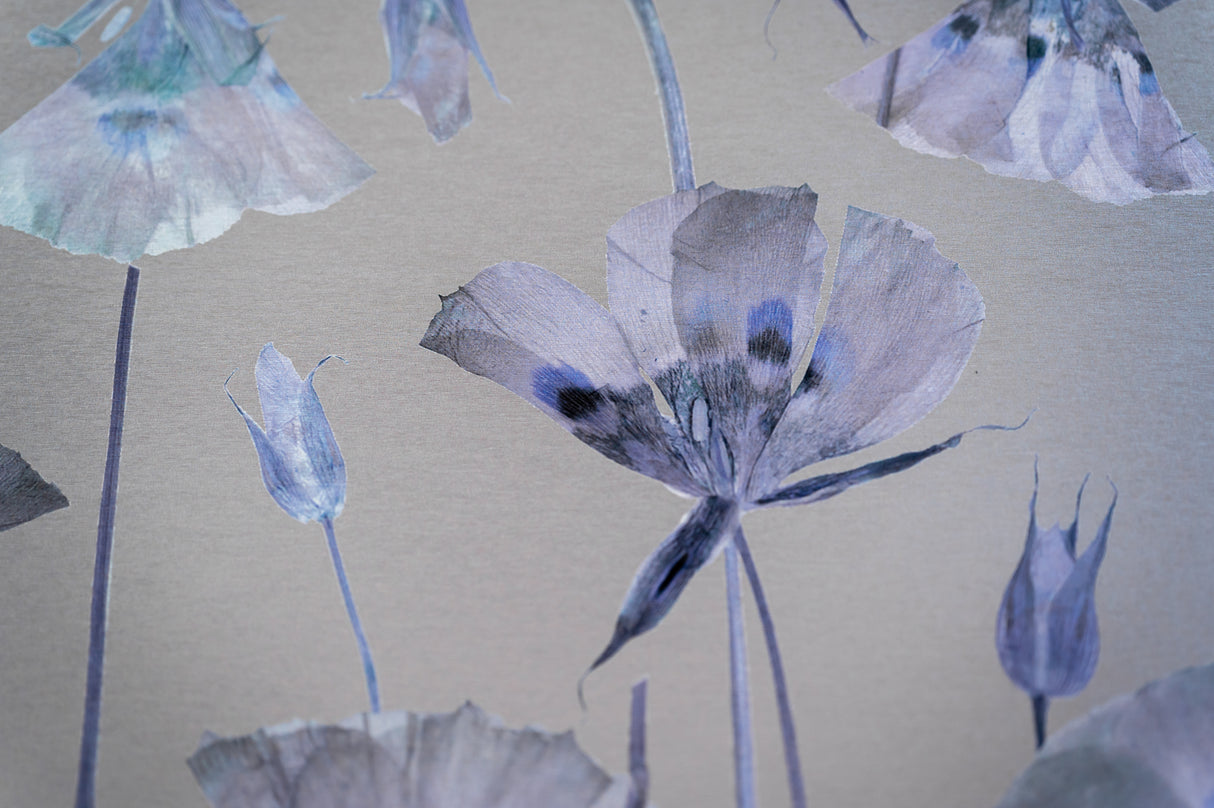 Butterfly Mariposa Lily