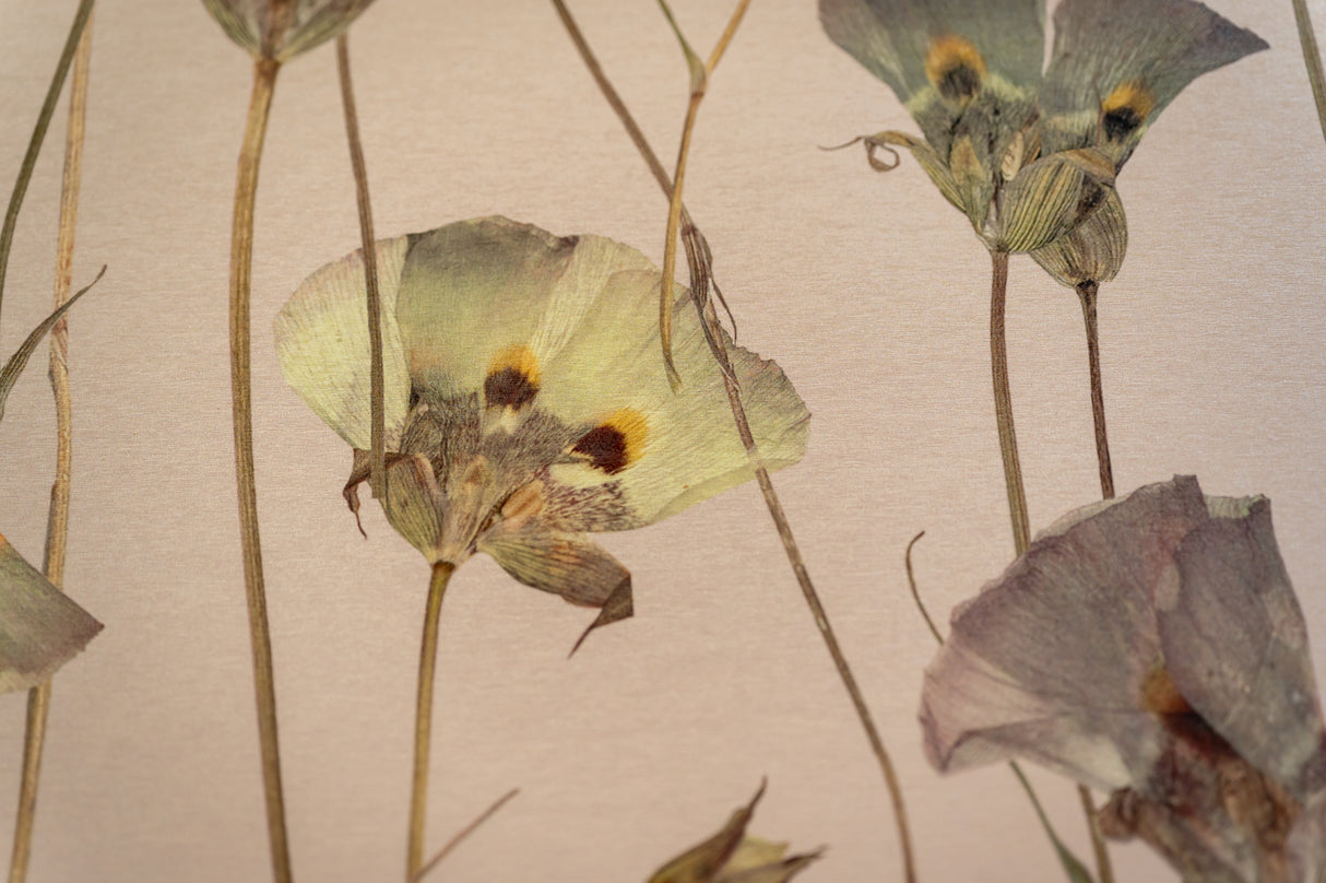 Butterfly Mariposa Lily