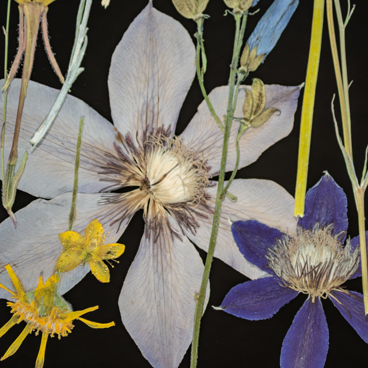 Night Meadow Wall Mural