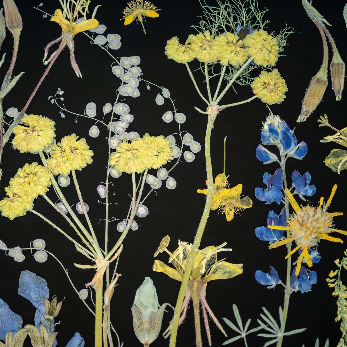 Night Meadow