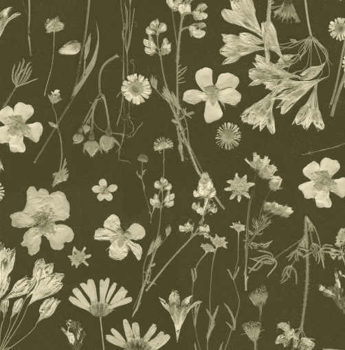 Pattern of white flowers and leaves on a dark green background