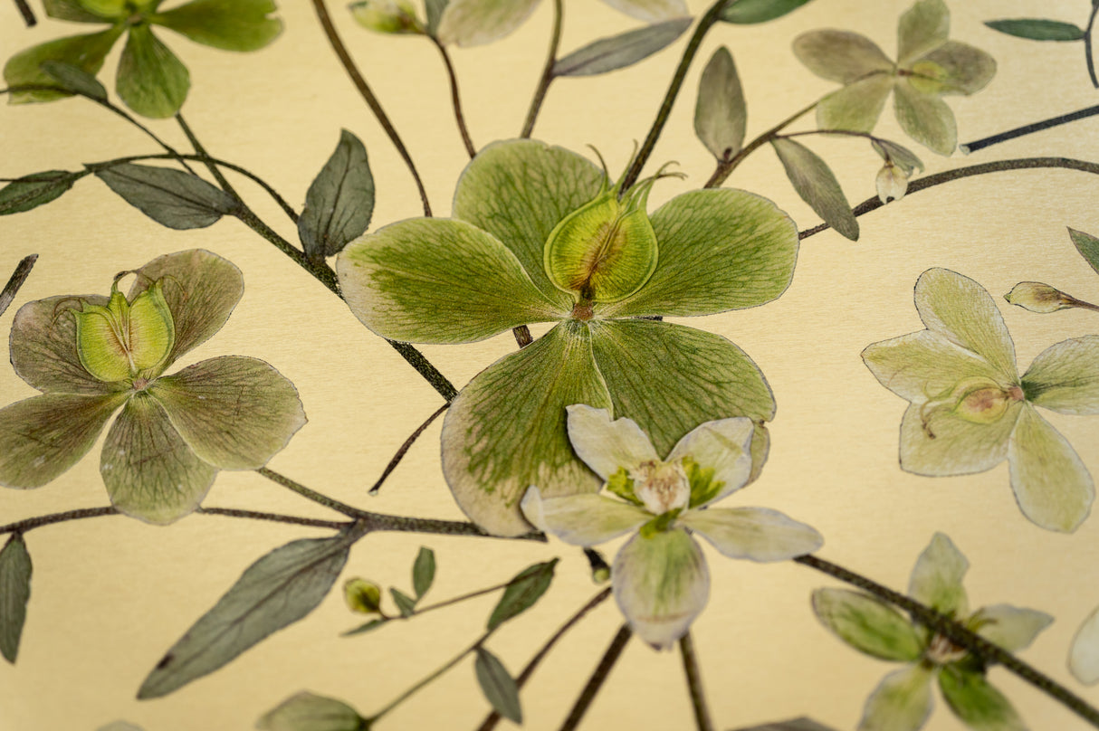 Hellebore