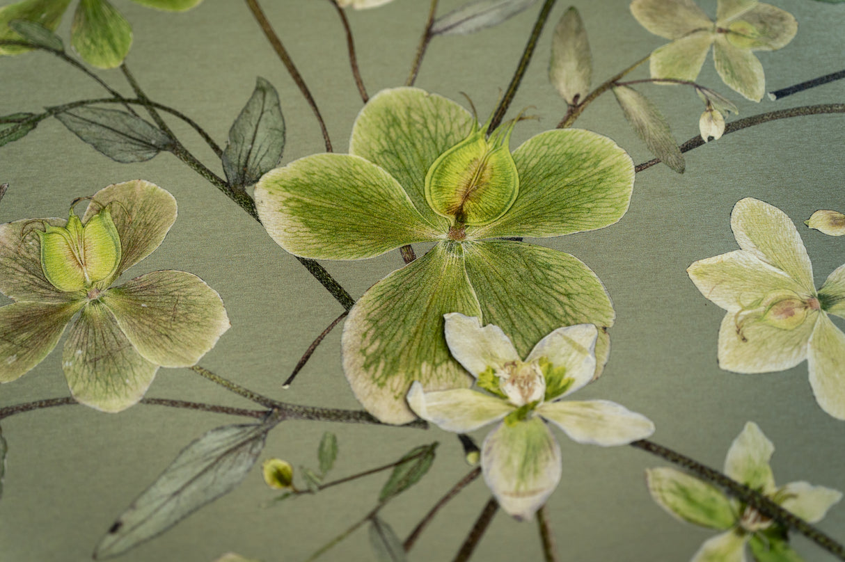 Hellebore