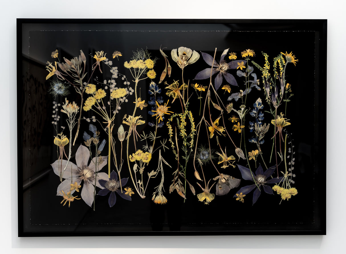 Night Meadow