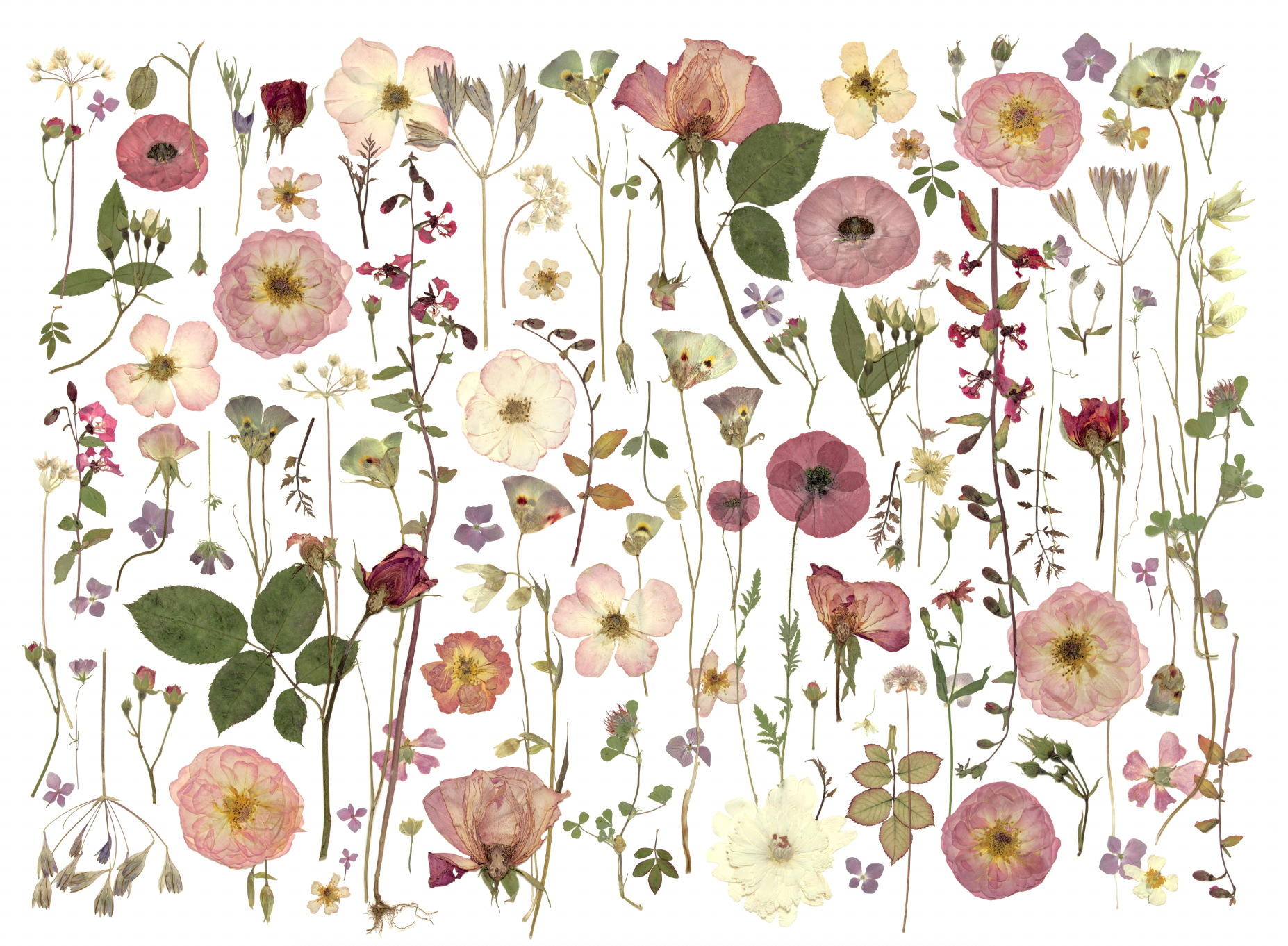 Roseala Wall Mural