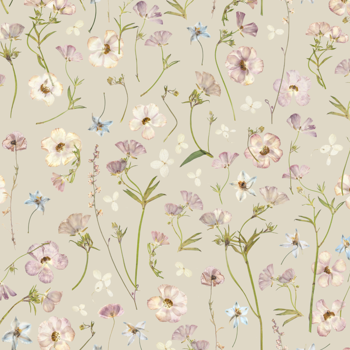 Dancing at Dawn Oyster Wallpaper