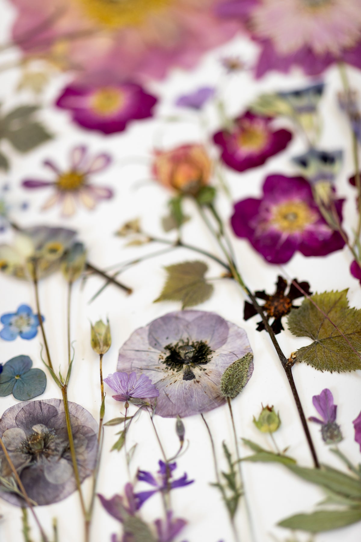 Spring Fever Wall Mural