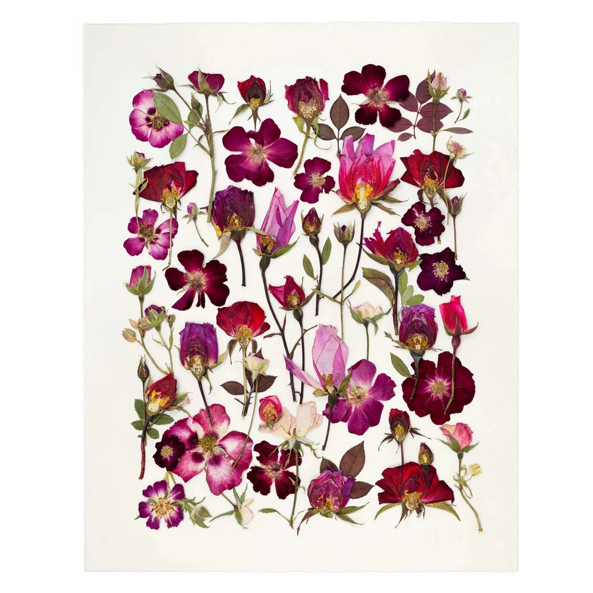 Wild Roses