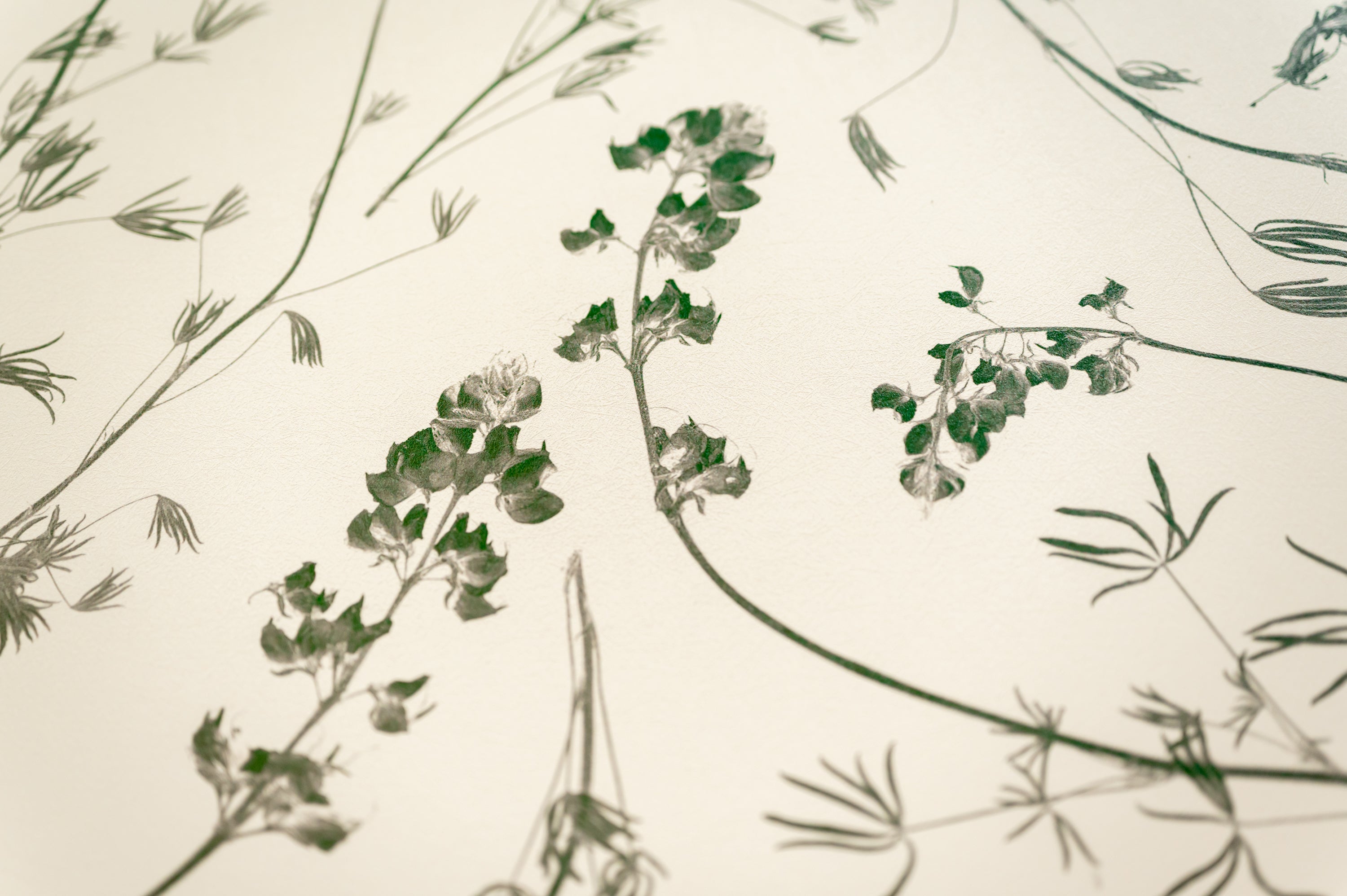Wild Lupine Juniper Wallpaper