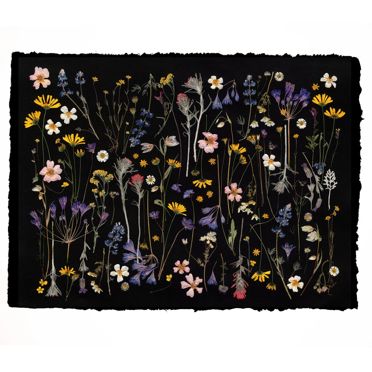 California Farm Flowers