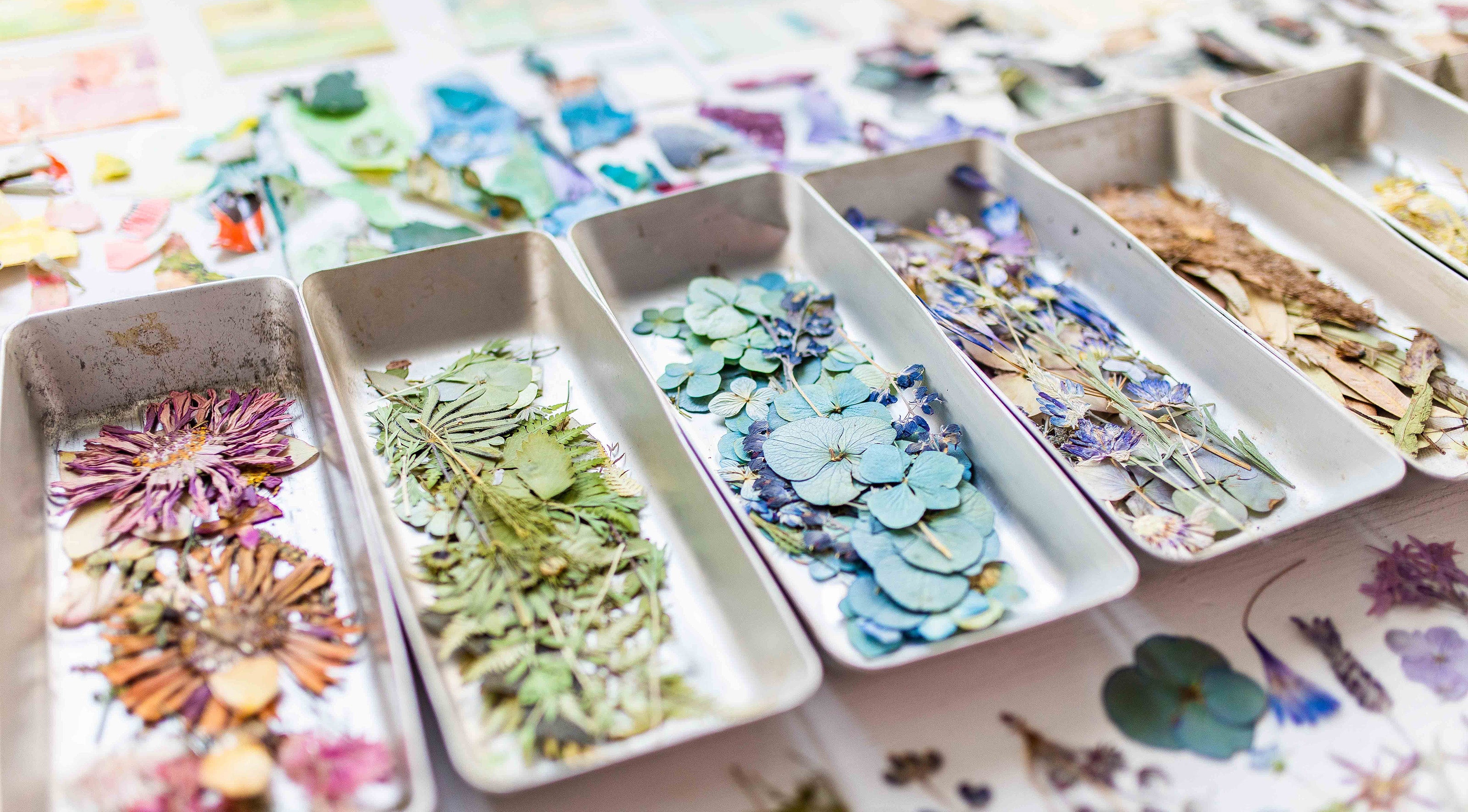 Assorted dried flowers and herbs in small trays on a table with more flowers in the background.