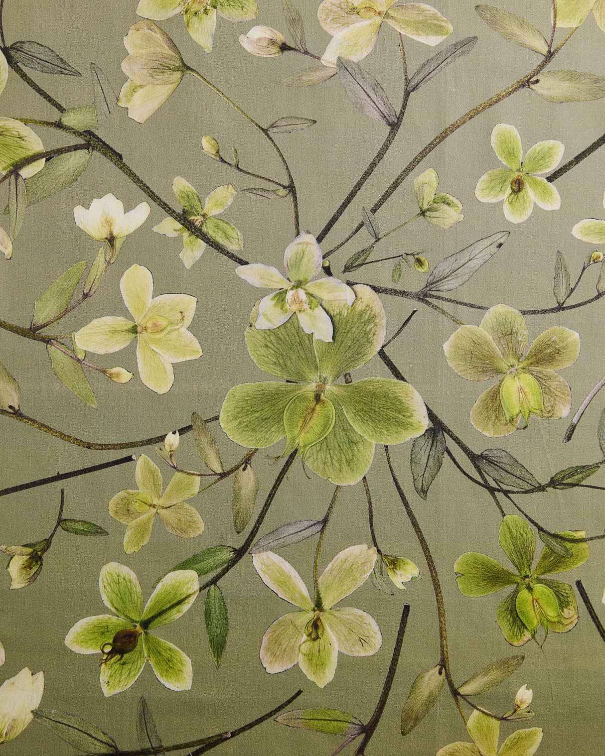 Hellebore Sage Authentic on Sage