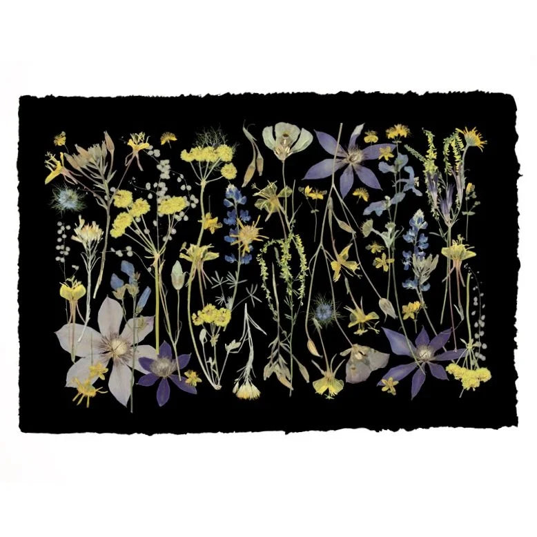 Night Meadow