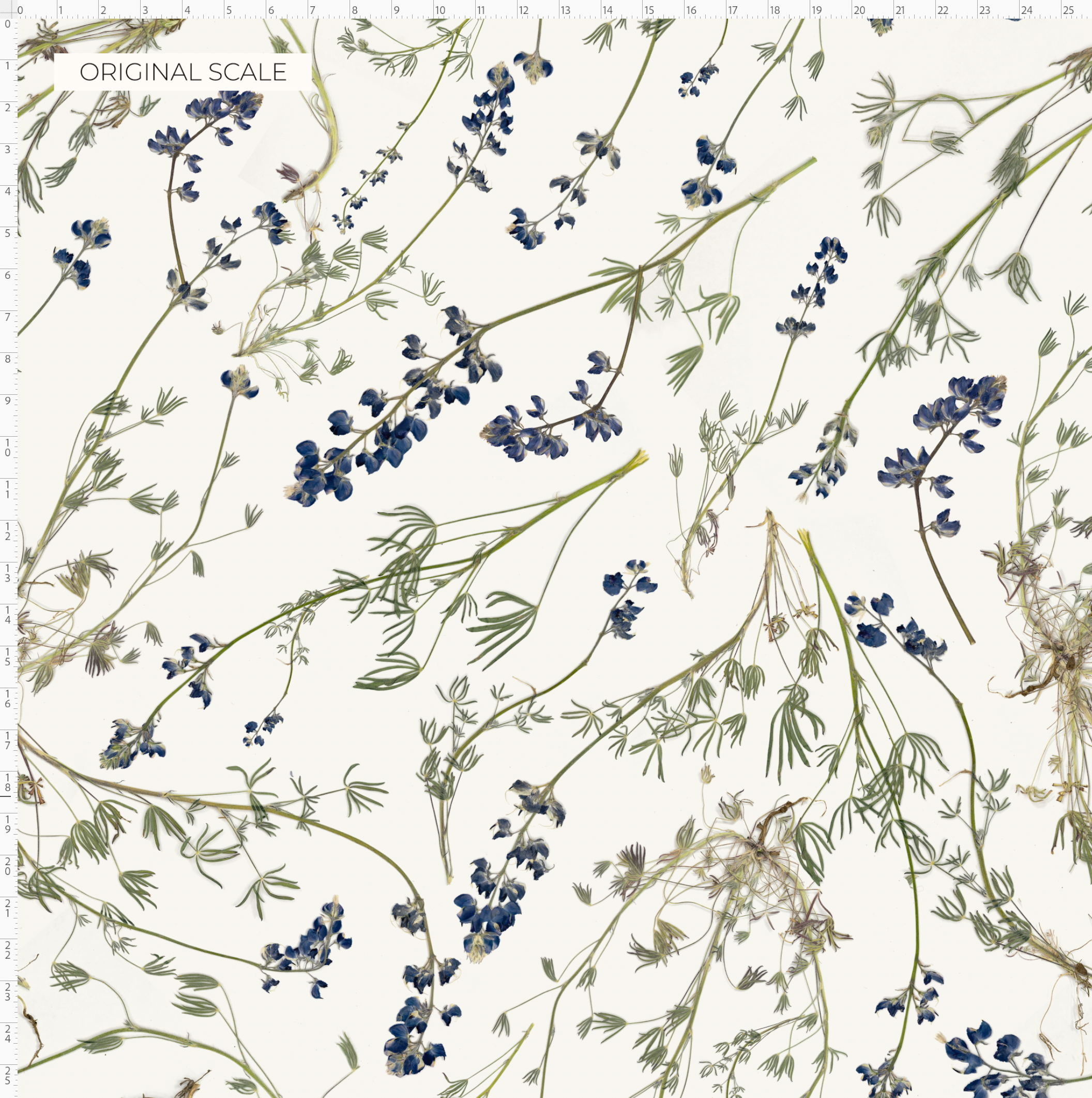 Wild Lupine Pure