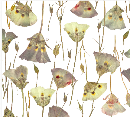 Butterfly Mariposa Lily NEW