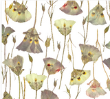 Butterfly Mariposa Lily NEW