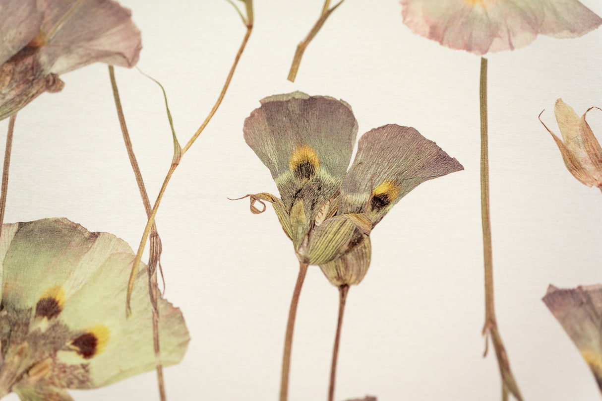 Butterfly Mariposa Lily