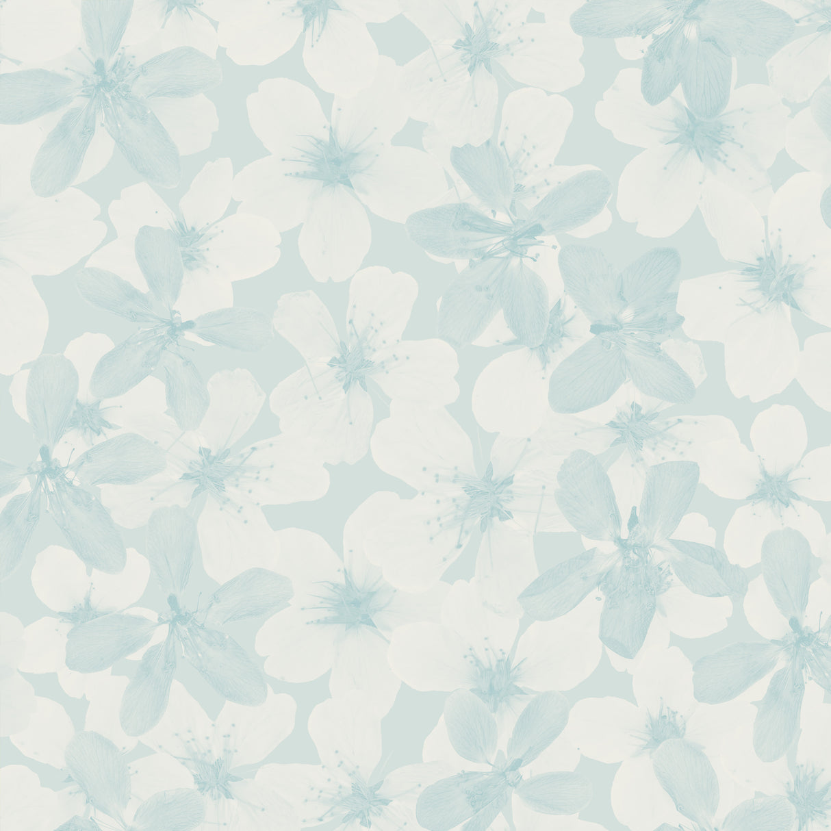 Cherry Blossoms