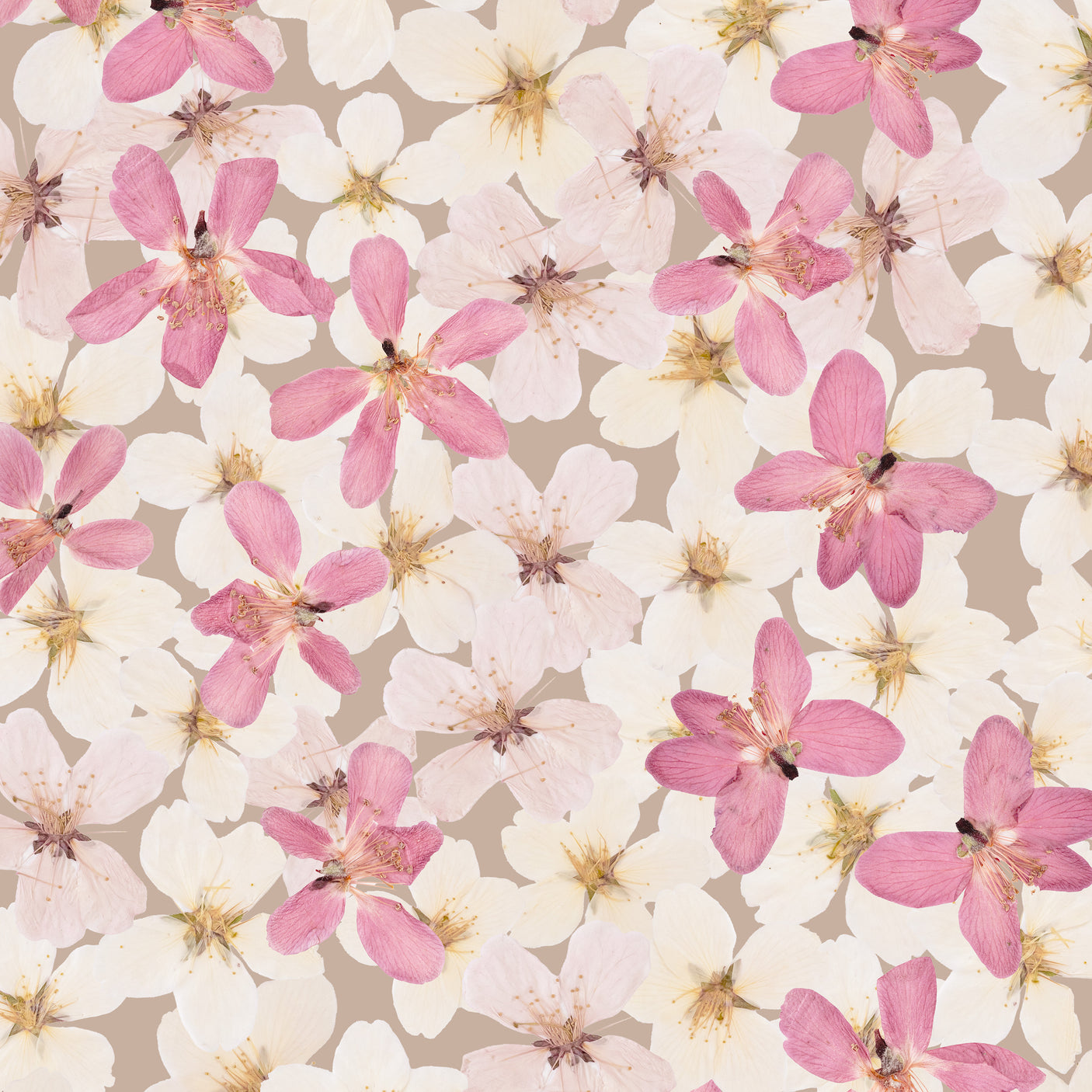 Cherry Blossoms