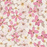 Cherry Blossoms
