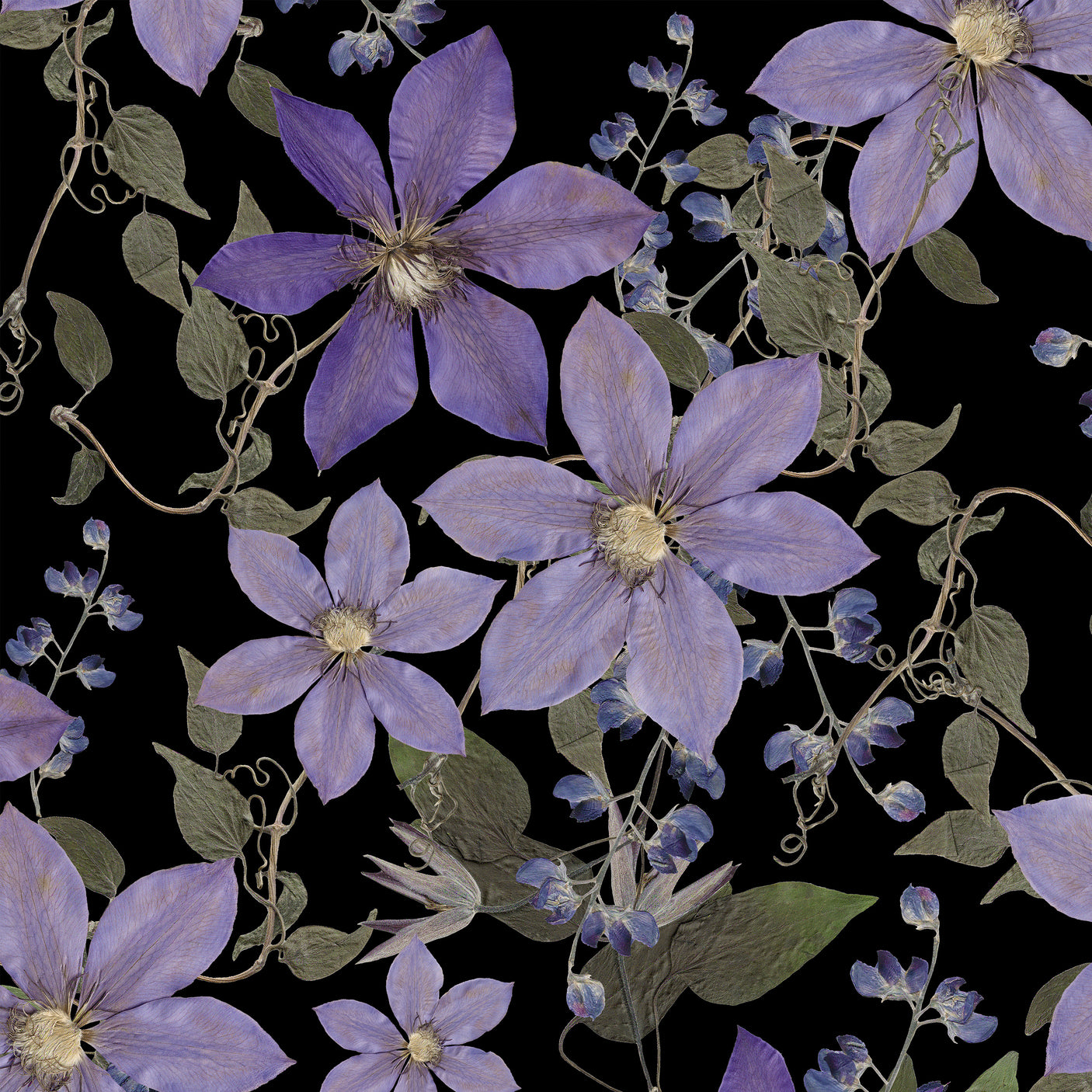 Clematis - Dark Purple