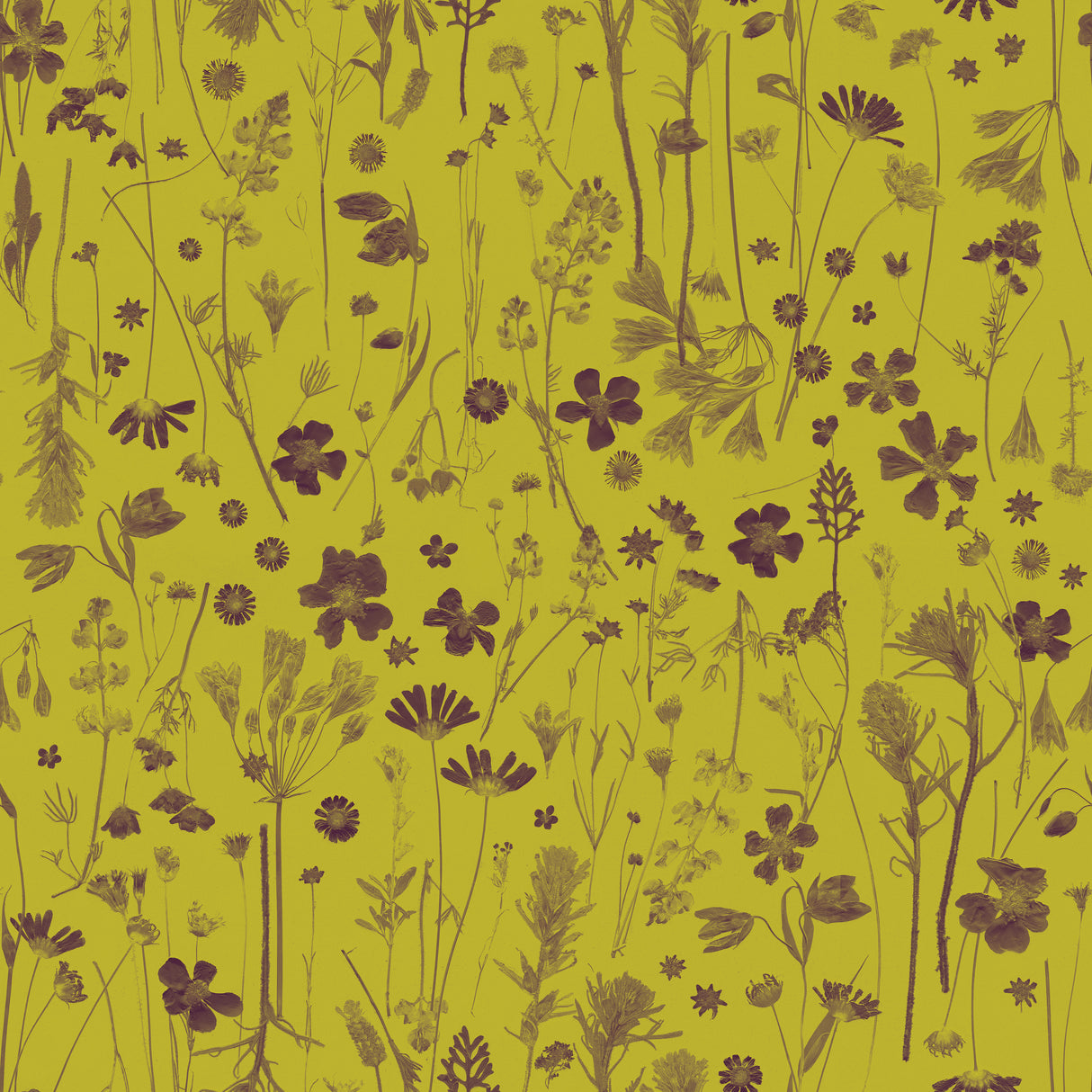 Farm Flowers