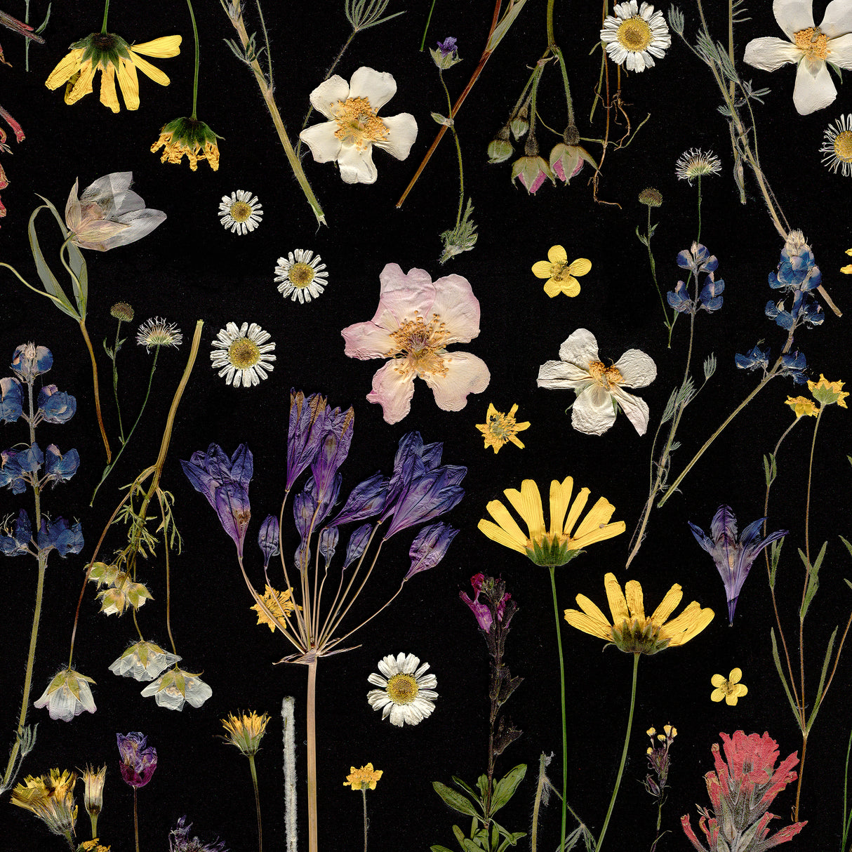 Farm Flowers
