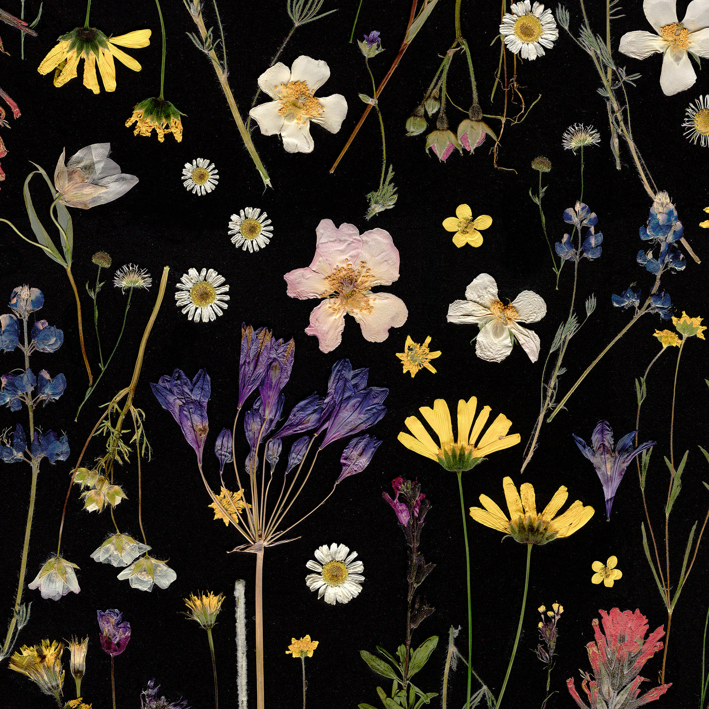 Farm Flowers