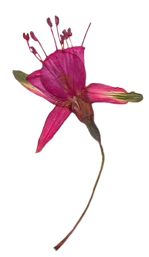 Single pink flower with a green stem on a white background
