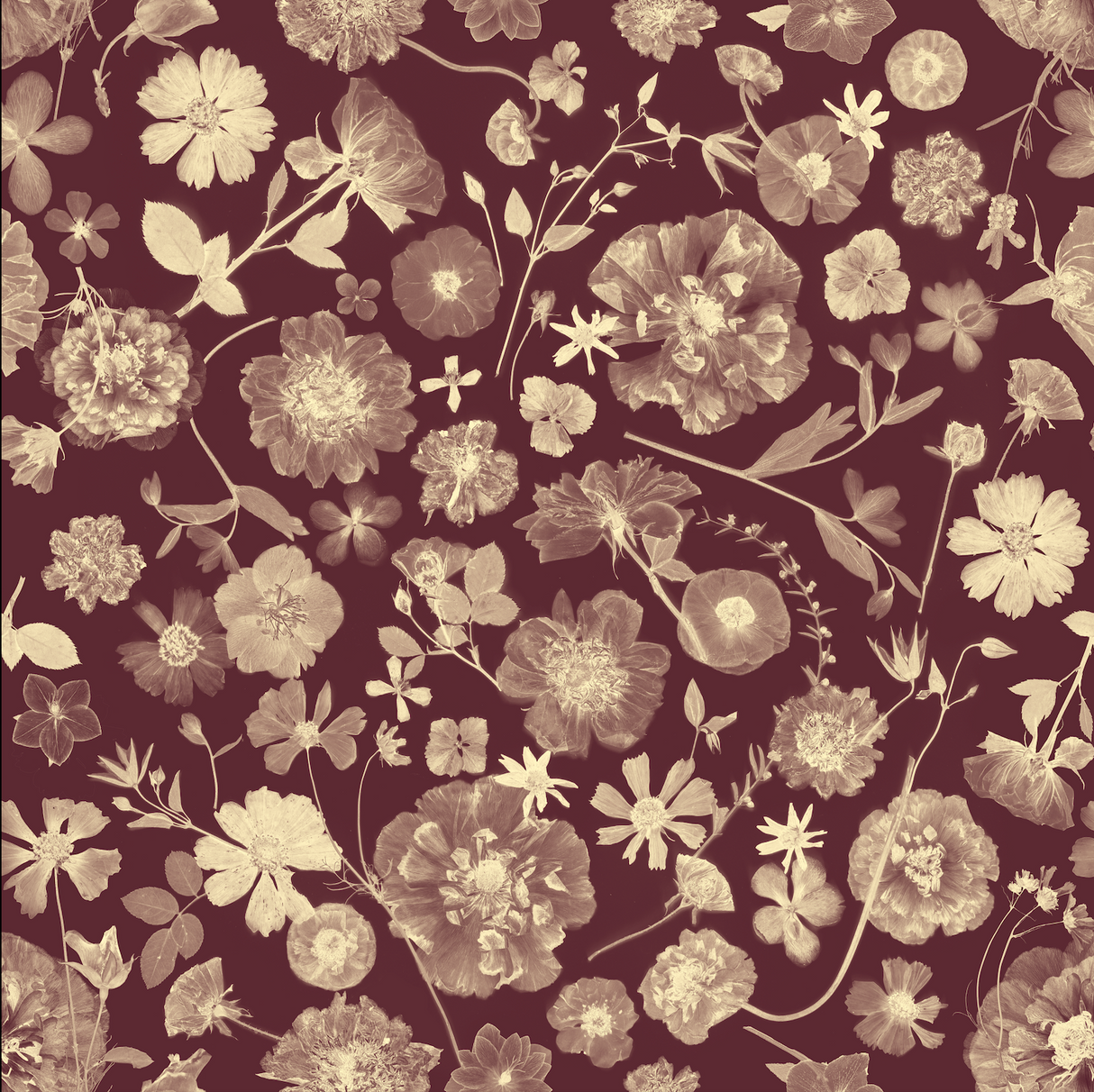 Floral pattern with beige flowers on a dark red background