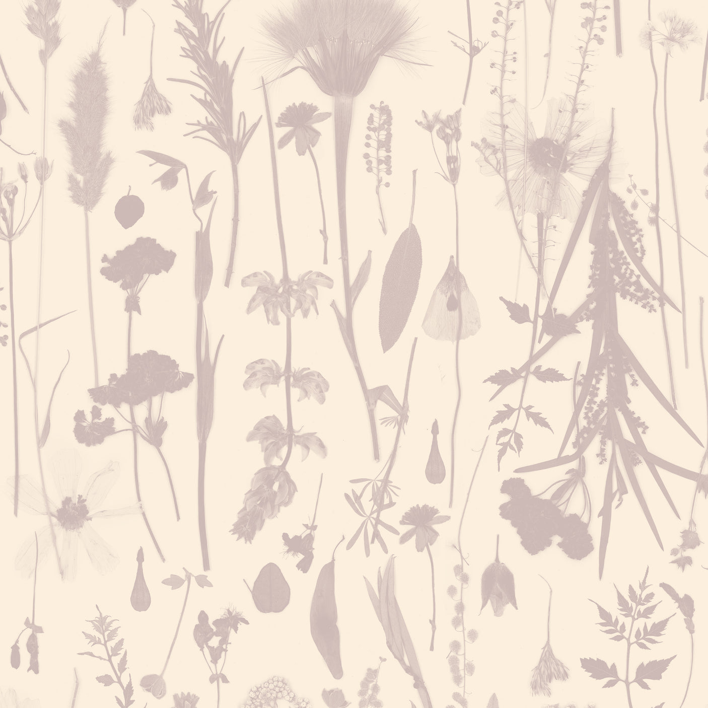 Golden Hour - Lavender
