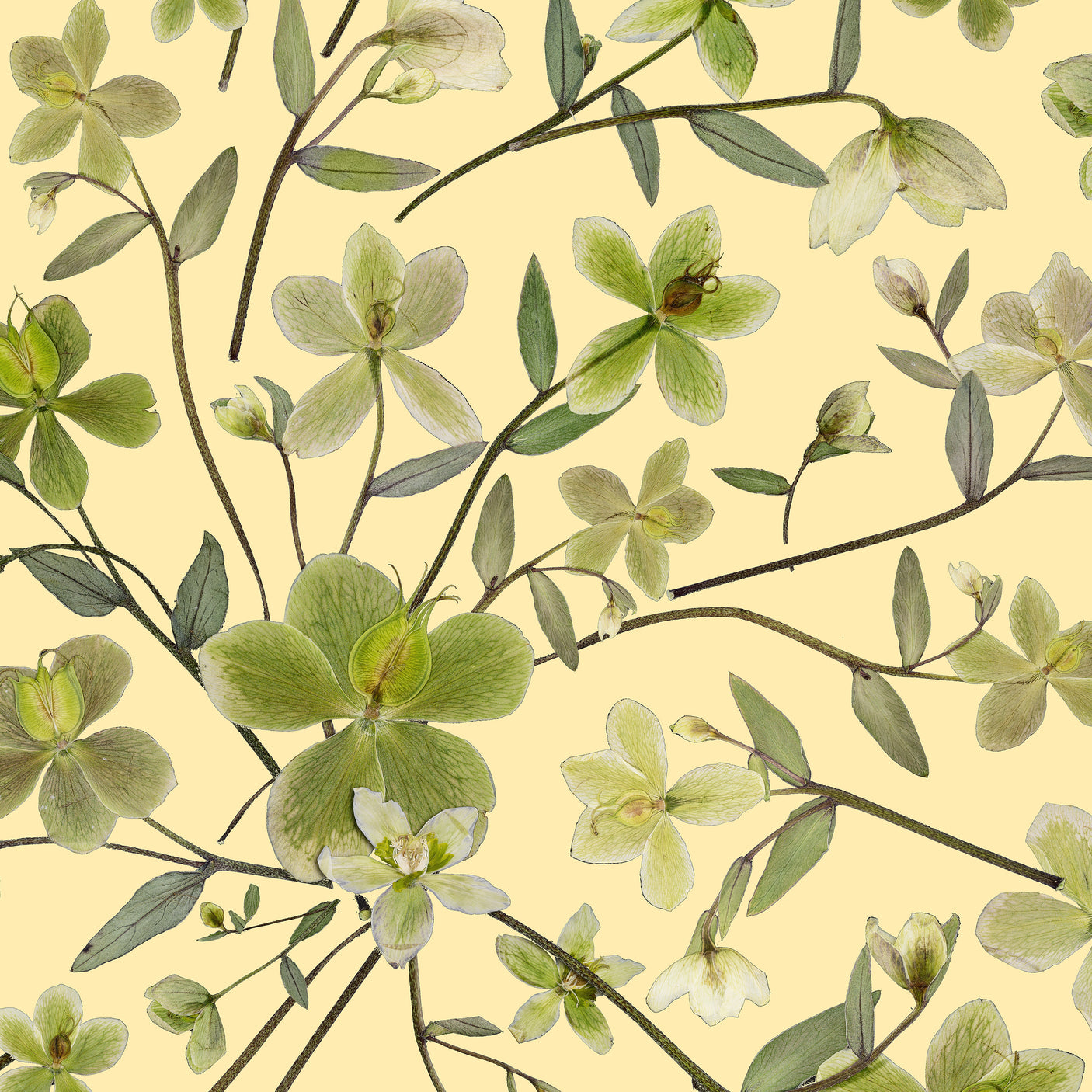 Hellebore - Butter Yellow
