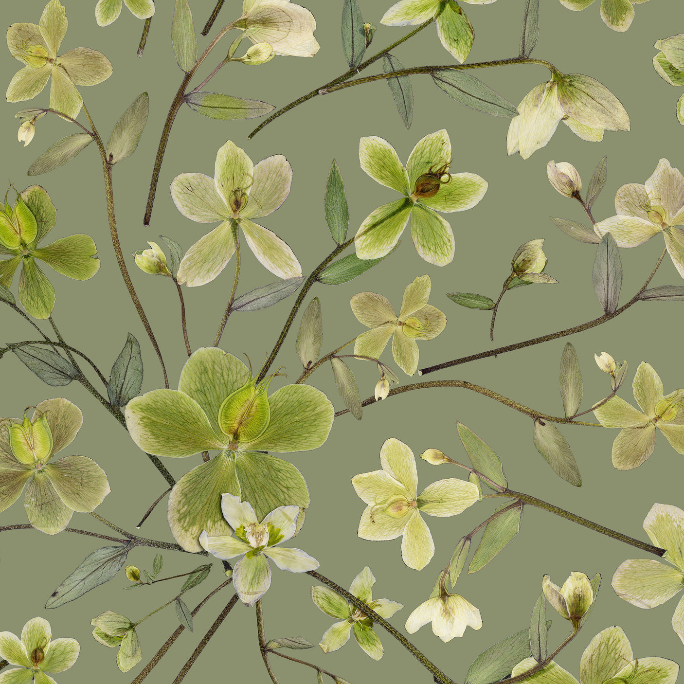 Hellebore - Sage
