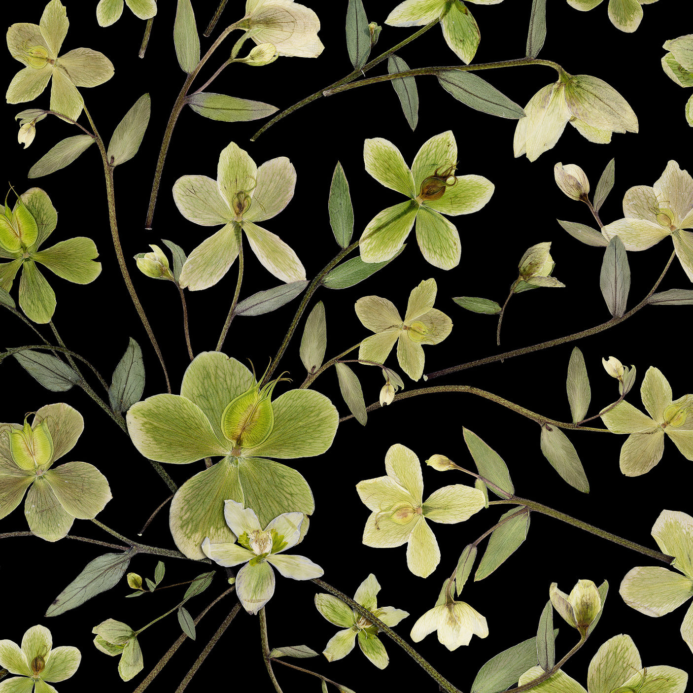 Hellebore