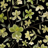 Hellebore
