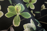 Hellebore