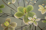 Hellebore