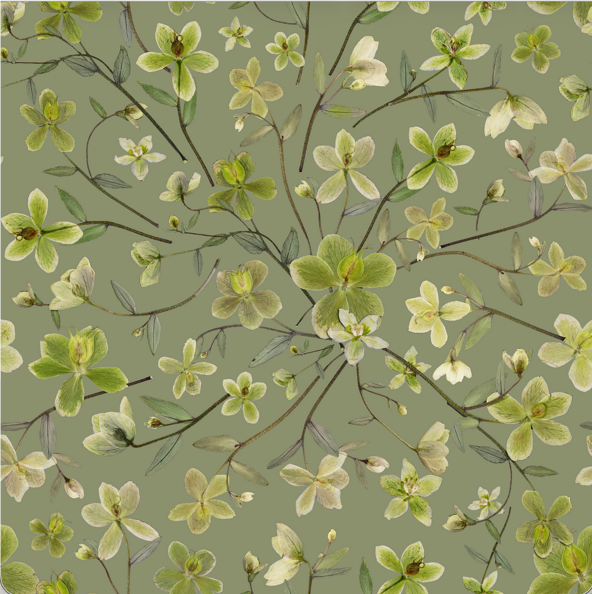 Hellebore NEW