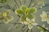 Hellebore