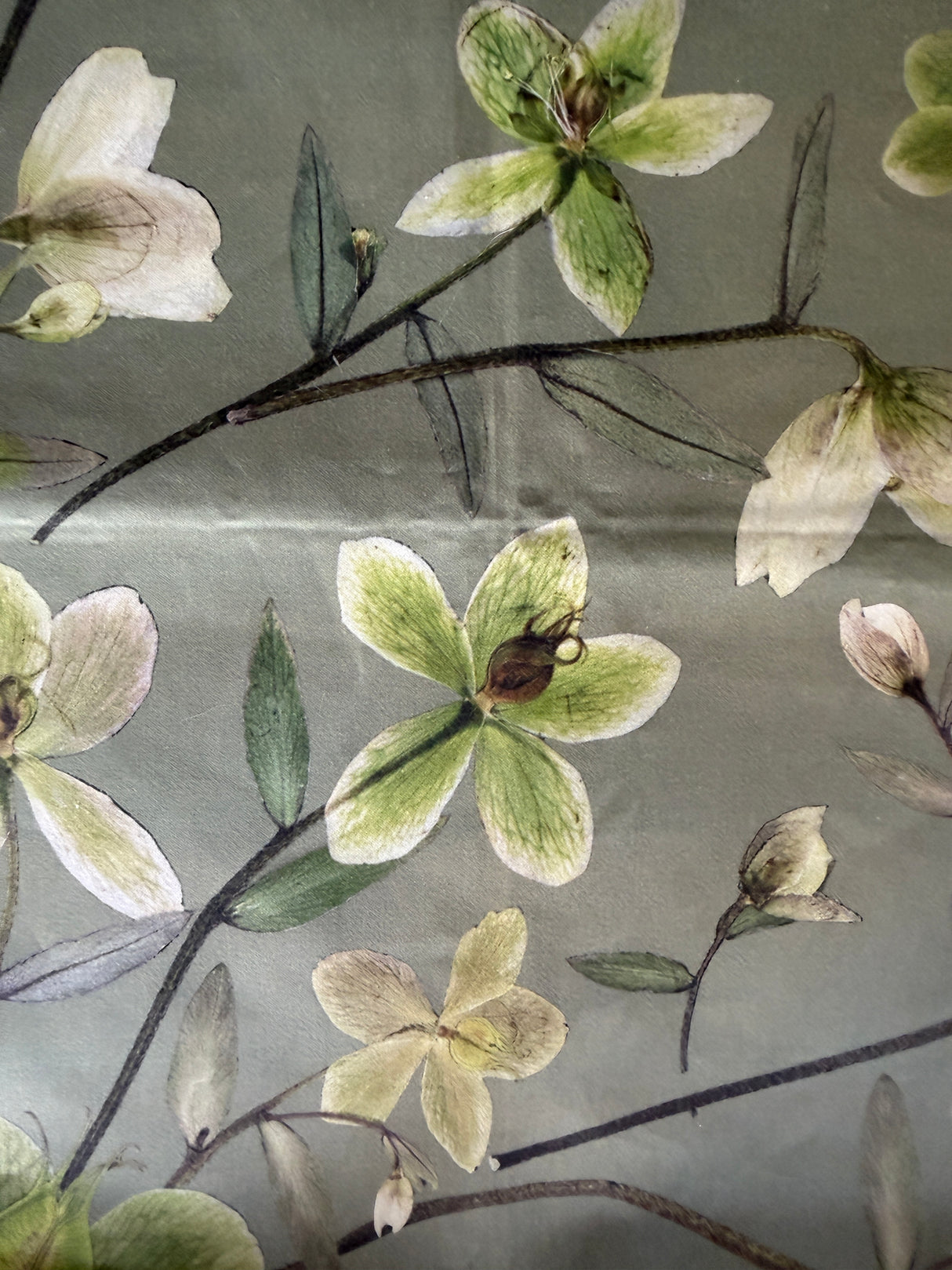 Hellebore Sage Multi