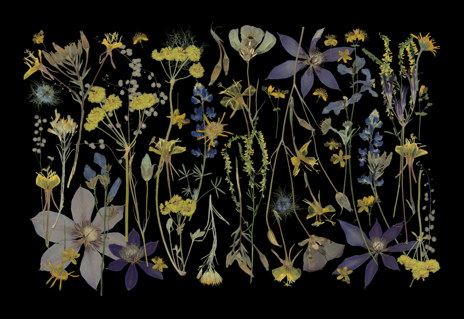 Night Meadow Wall Mural