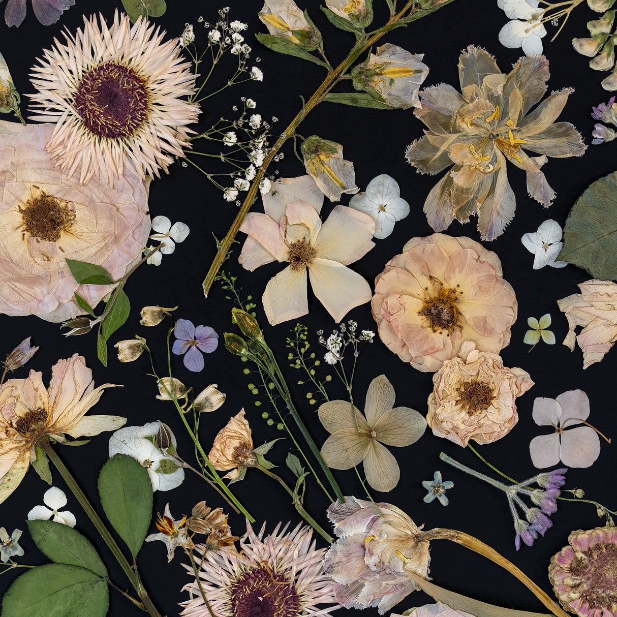 Petals in the Night